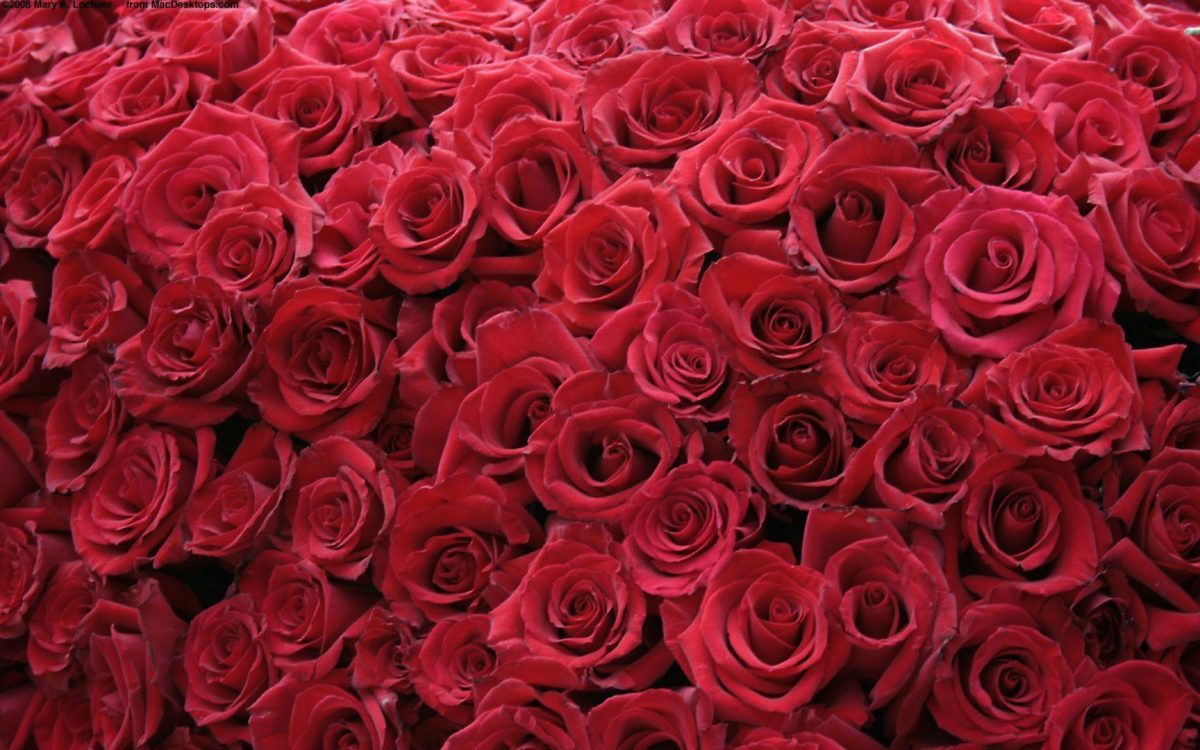 New Red Roses Wallpaper Free Download Nature Hd Wallpapers …