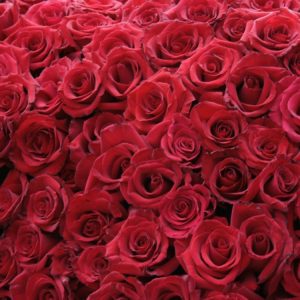 download New Red Roses Wallpaper Free Download Nature Hd Wallpapers …