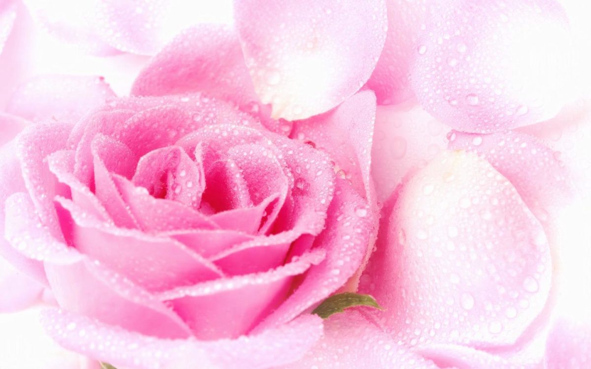 Cute Pink Roses Wallpapers 1440x900PX ~ Wallpaper Free Rose #90701