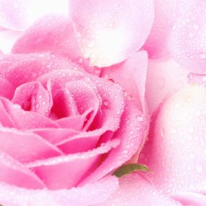 download Cute Pink Roses Wallpapers 1440x900PX ~ Wallpaper Free Rose #90701
