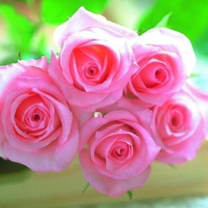 download Pink roses pictures download – Pink Wallpaper Designs