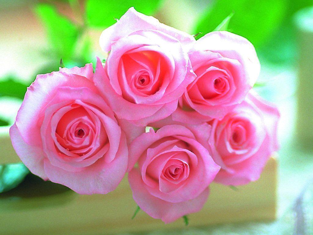 Pink roses pictures download – Pink Wallpaper Designs