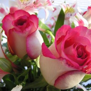 download Beautiful Roses Wallpapers For Desktop Hd Background Wallpaper 23 …