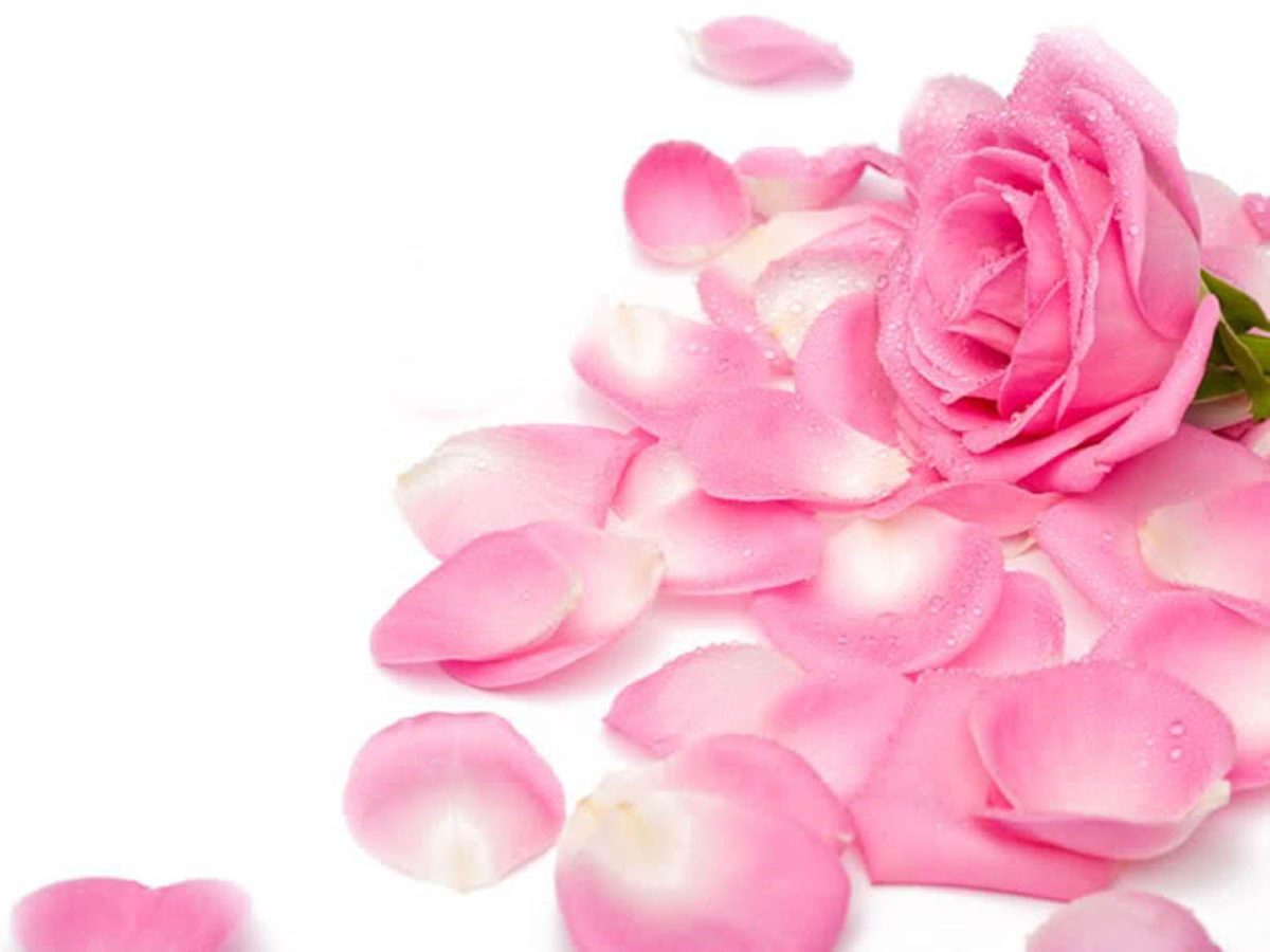 Pink Rose Wallpapers | Hd Wallpapers