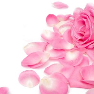 download Pink Rose Wallpapers | Hd Wallpapers