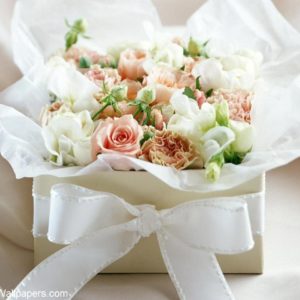 download White rose wallpaper free flowers hd desktop wallpapers at – Buubi.Com