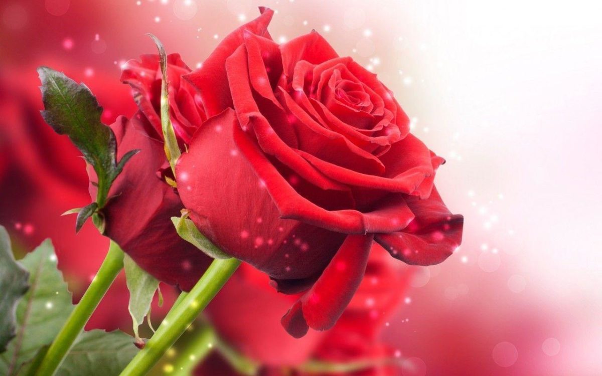 New Red Roses Hd Wallpaper Free Download Nature 1280x800PX …