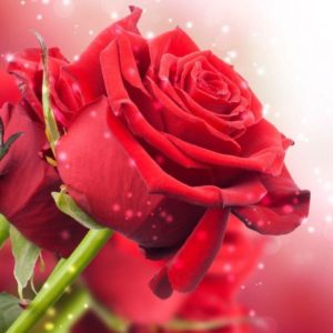 download New Red Roses Hd Wallpaper Free Download Nature 1280x800PX …