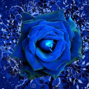 download Images For Gt Dark Blue Roses Wallpaper | zone-wallpaper.com