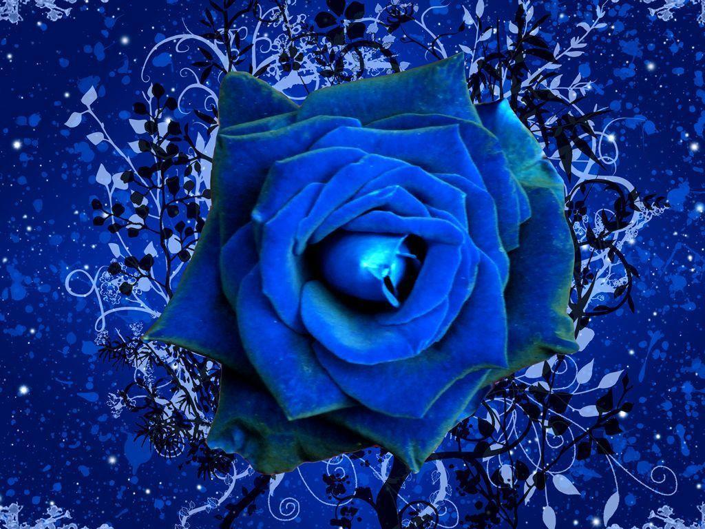 Images For Gt Dark Blue Roses Wallpaper | zone-wallpaper.com