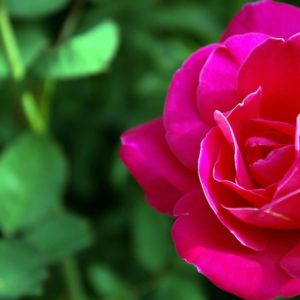 download rose wallpaper | rose wallpaper – Part 7