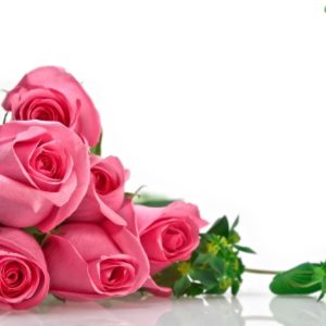 download rose wallpaper | rose wallpaper