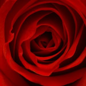 download Flower Rose Wallpaper Flower Rose Wallpapers Flower Rose Wallpaper …