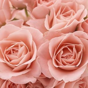 download Pink Roses Wallpaper | Wallpaper Color