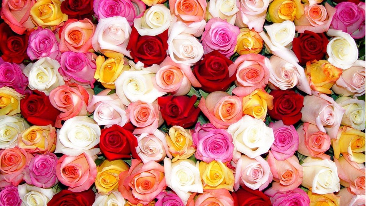 Colorful Roses Wallpaper HD – Rose Day – All Day Images