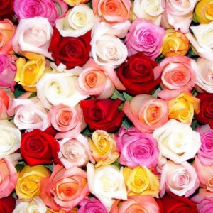 download Colorful Roses Wallpaper HD – Rose Day – All Day Images