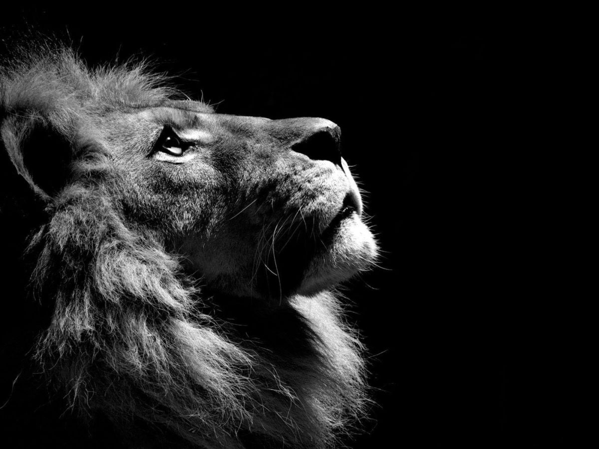 download black and white lion wallpaper – flipped | Images And …