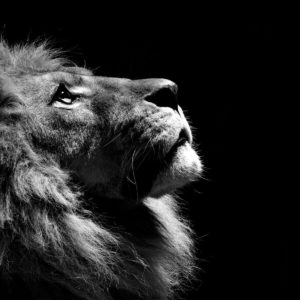 download download black and white lion wallpaper – flipped | Images And …
