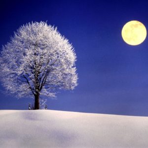 download Winter Night with Full Moon widescreen wallpaper | Wide-