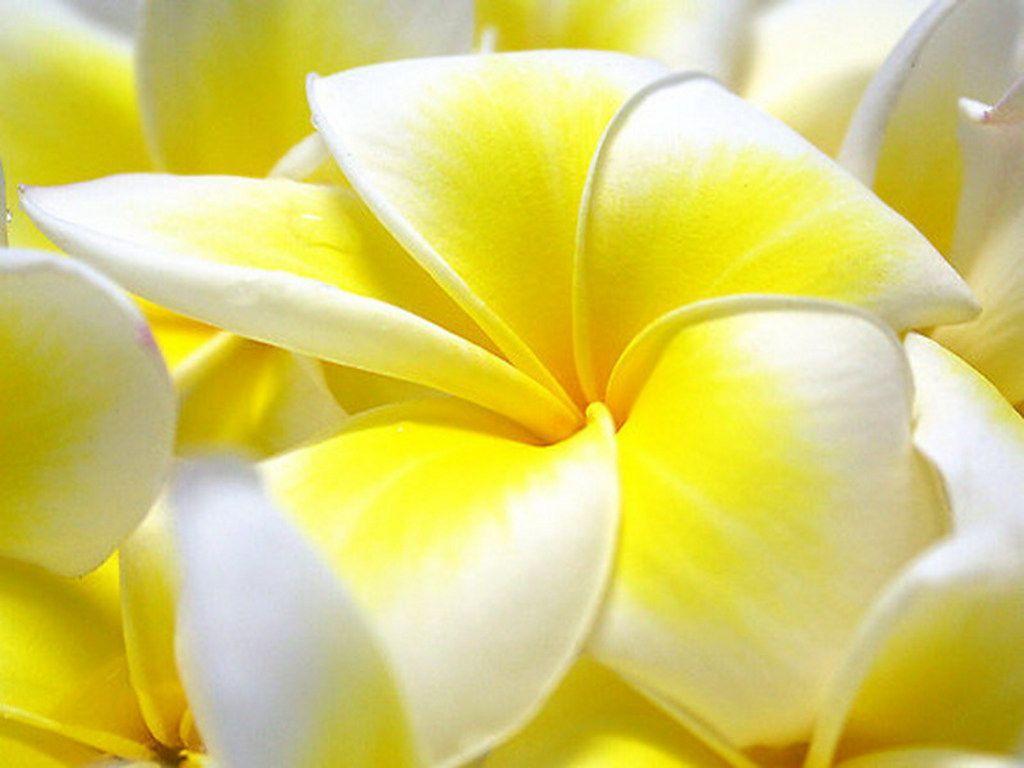 flowers wallpapers for desktop full size hd | Best Web For quotes …