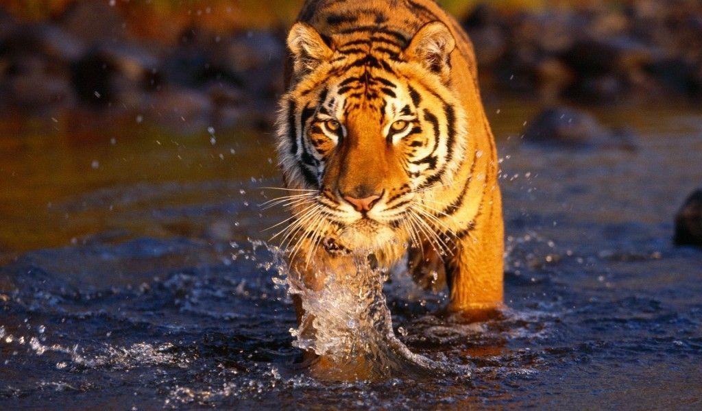Top Desktop Bengal Tiger Wallpapers Hd Full Size Image …