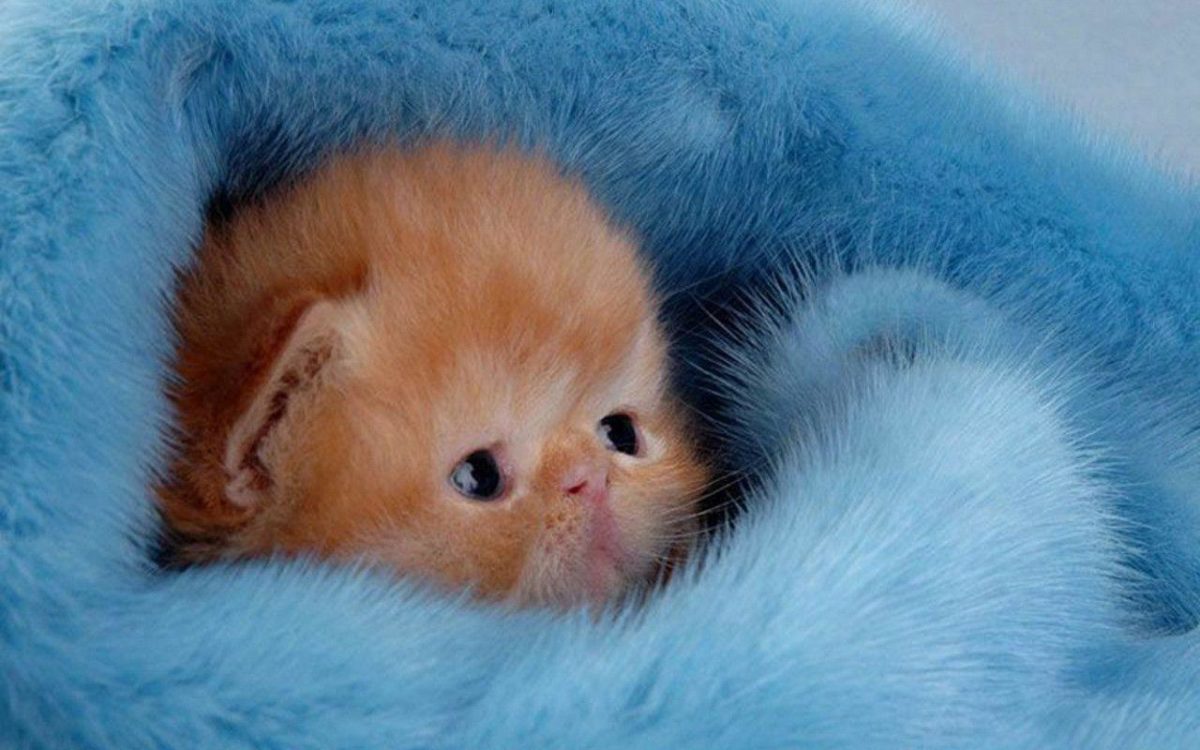 Cute Kitten Wallpaper – Kittens Wallpaper (16094695) – Fanpop