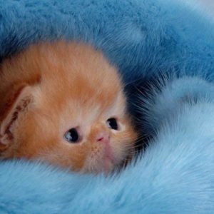 download Cute Kitten Wallpaper – Kittens Wallpaper (16094695) – Fanpop