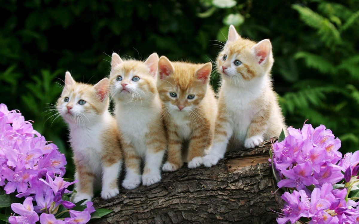 Cute Kittens Wallpapers 9674 Full HD Wallpaper Desktop – Res …