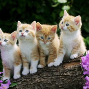 download Cute Kittens Wallpapers 9674 Full HD Wallpaper Desktop – Res …
