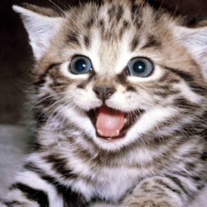 download Cute Wallpapers – Cute Kittens Wallpaper (10501757) – Fanpop