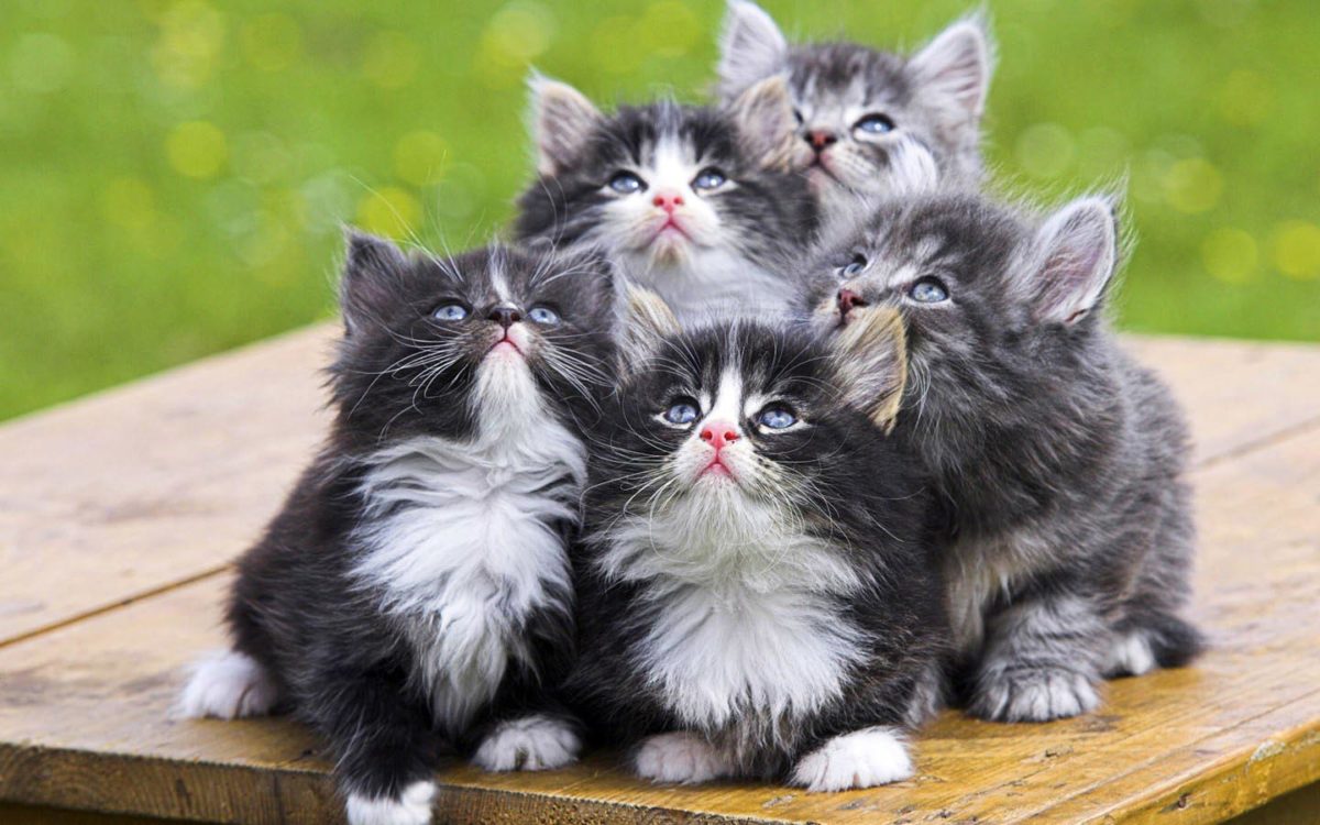 Cute Cats and kittens wallpapers