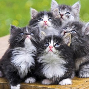 download Cute Cats and kittens wallpapers