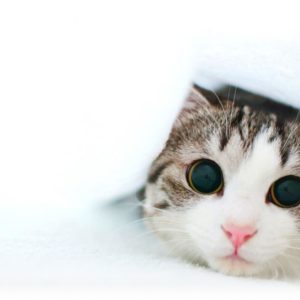 download Funny Kitten Wallpaper | Cat & Kitty Site