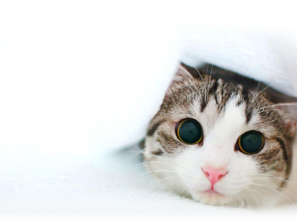 Funny Kitten Wallpaper | Cat & Kitty Site