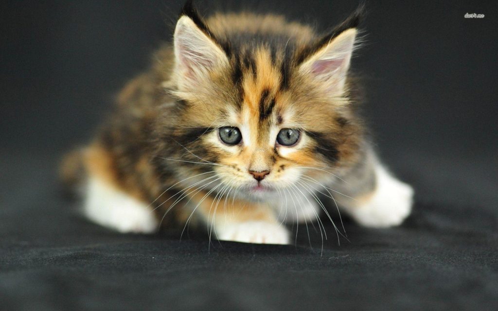 Cute Kitten wallpaper - Animal wallpapers