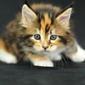 download Cute Kitten wallpaper – Animal wallpapers – #
