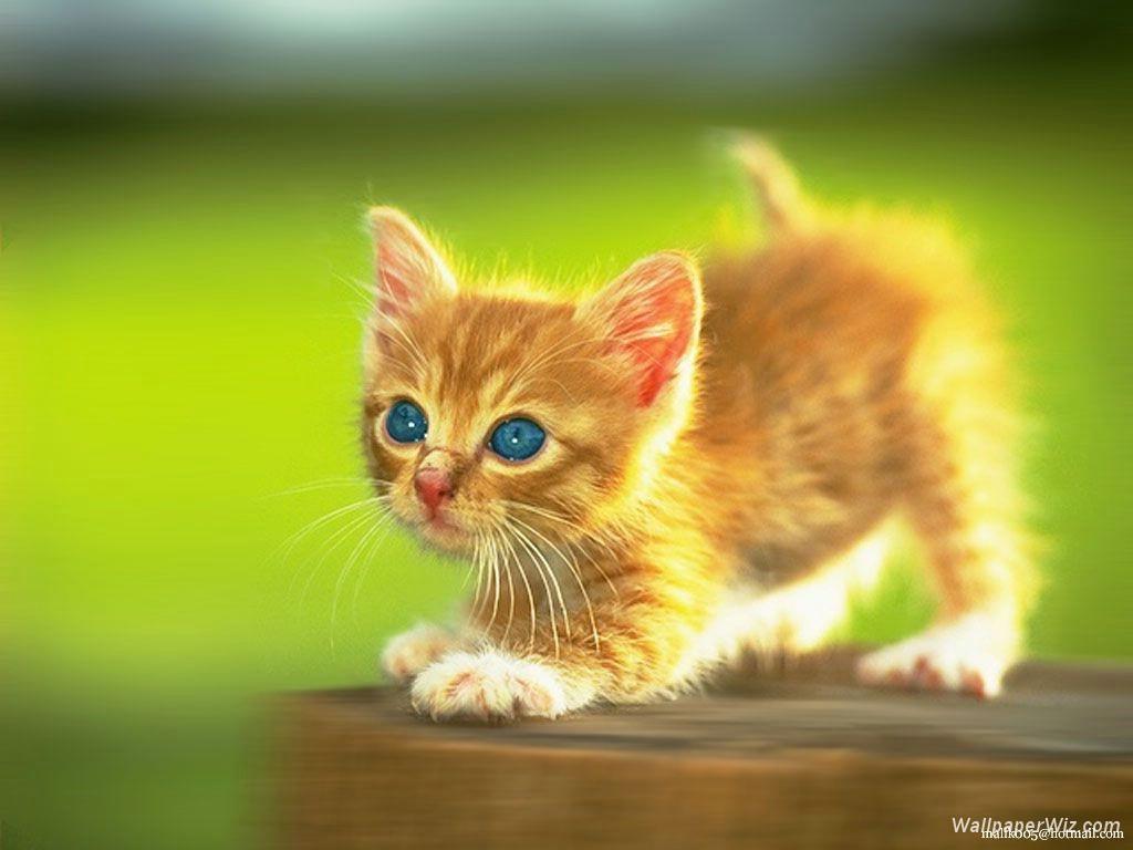 Cute Kittens Wallpaper | Cats Wallpaper HD