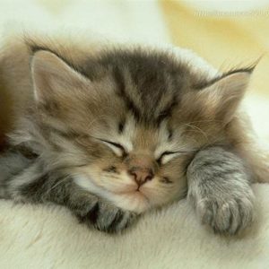 download Cute Kittens Wallpapers – Animal Wallpapers (2399) ilikewalls.