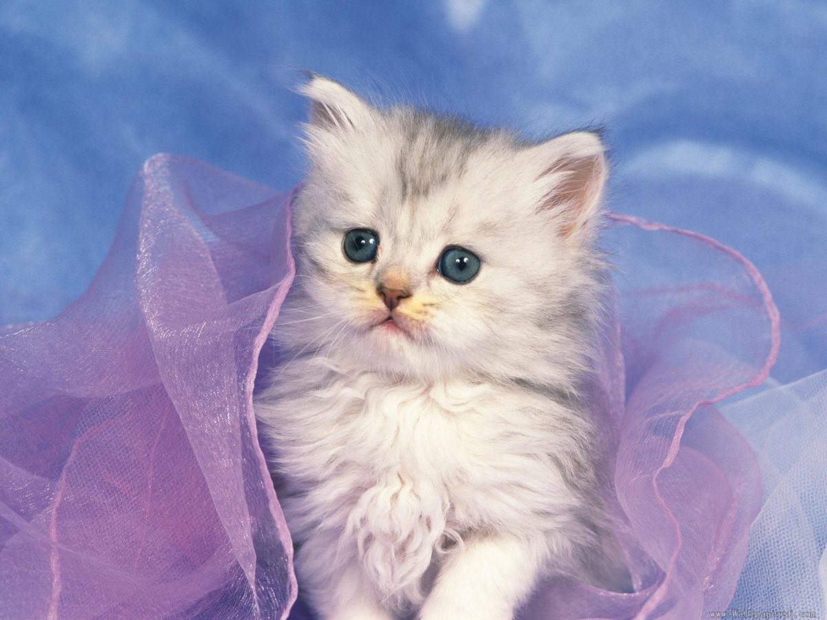 Cute White Kittens Wallpaper | Wallpaper Download