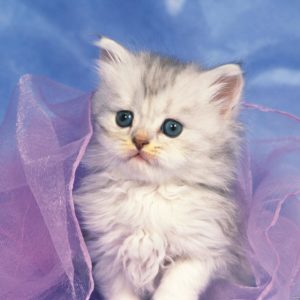 download Cute White Kittens Wallpaper | Wallpaper Download