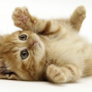 download Wallpapers For > Funny Kitten Wallpaper