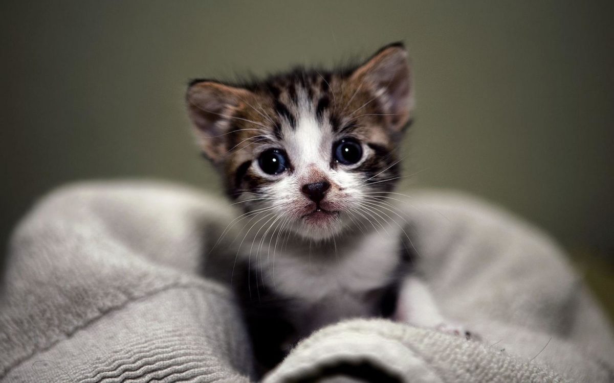 Cute Kittens Wallpapers Hd Images & Pictures – Becuo