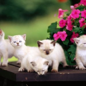 download cute-wallpapers-kittens-7 – 2leepHD.