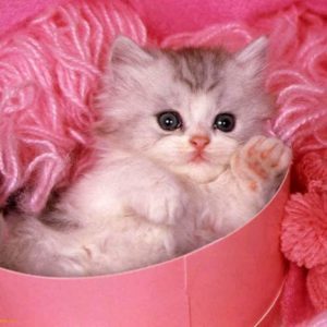 download Download Kittens Wallpaper Cute Kitten Pink Background | Women Gallery