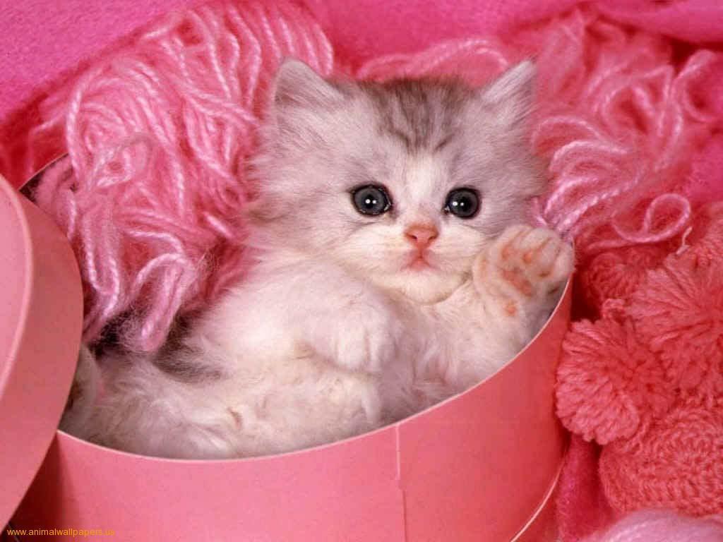 Download Kittens Wallpaper Cute Kitten Pink Background | Women Gallery