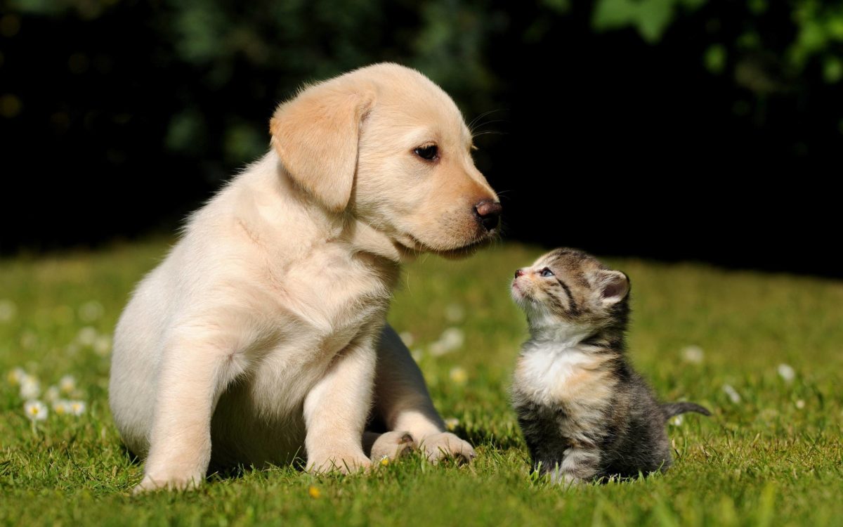 Cute Puppy Kitten Wallpapers | Pictures