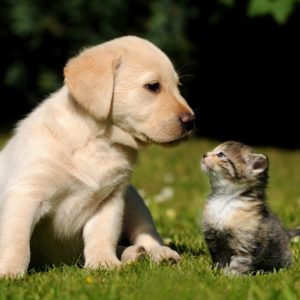 download Cute Puppy Kitten Wallpapers | Pictures