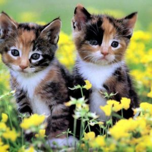 download It's HD | Animals-Funny-Wallpapers: cute kittens wallpaper