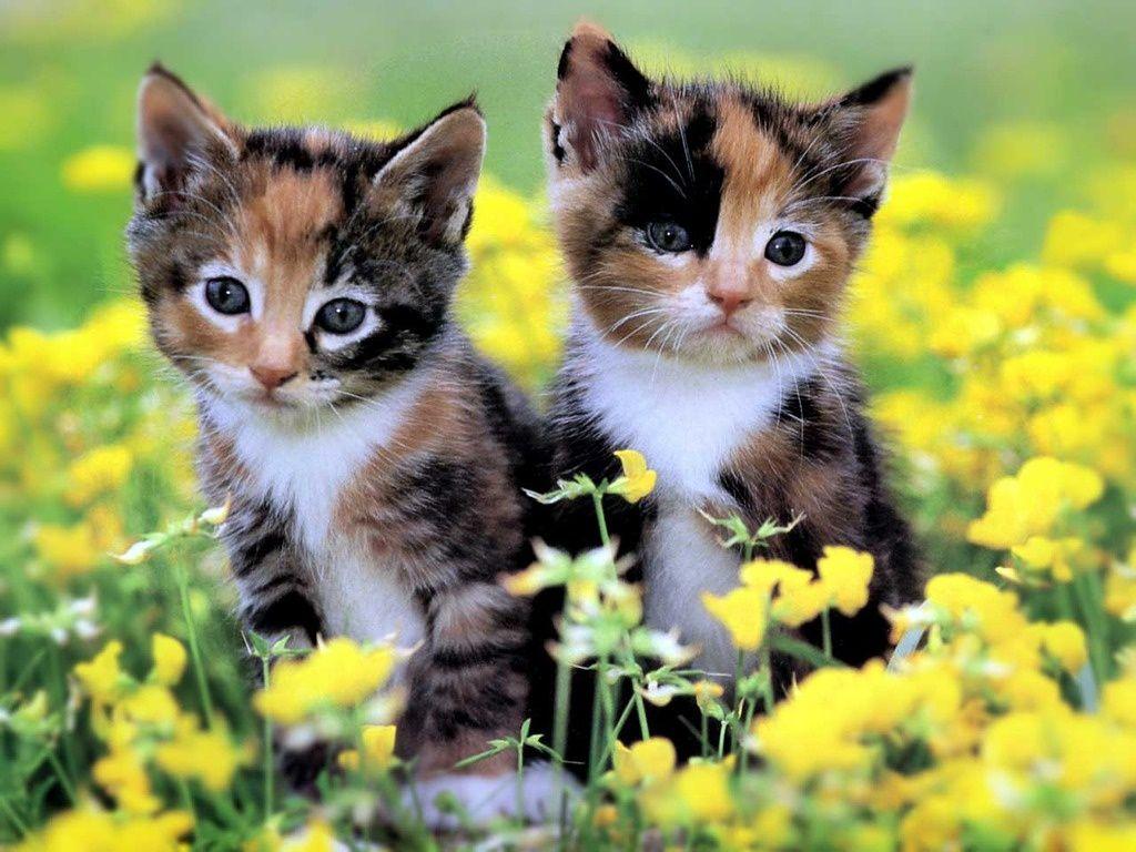 It's HD | Animals-Funny-Wallpapers: cute kittens wallpaper