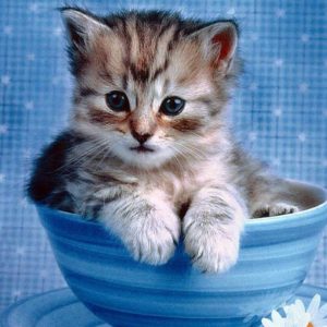 download cute-wallpapers-kittens-1 – 2leepHD.